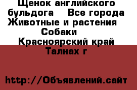 Щенок английского бульдога  - Все города Животные и растения » Собаки   . Красноярский край,Талнах г.
